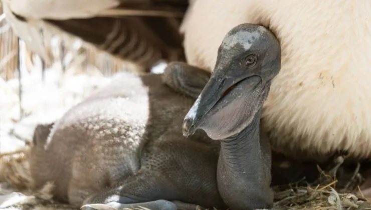 Először kelt ki rózsás pelikán a Nyíregyházi Állatparkban