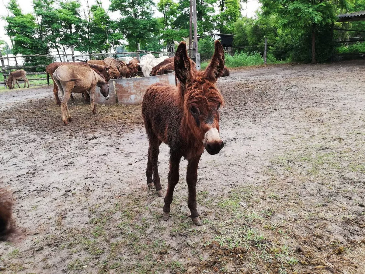 A szürke és feketén kívül találkozhatsz hófehér, kék szemű, magyar barokk szamárral is.