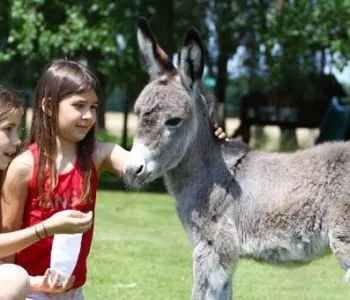 5 cuki hely Magyarországon, ahol állatokat simogathatsz