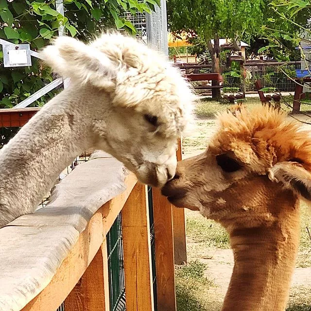 A Bella Állatparkban a szamártól a kenguruig sokféle állattal találkozhat, aki odalátogat.