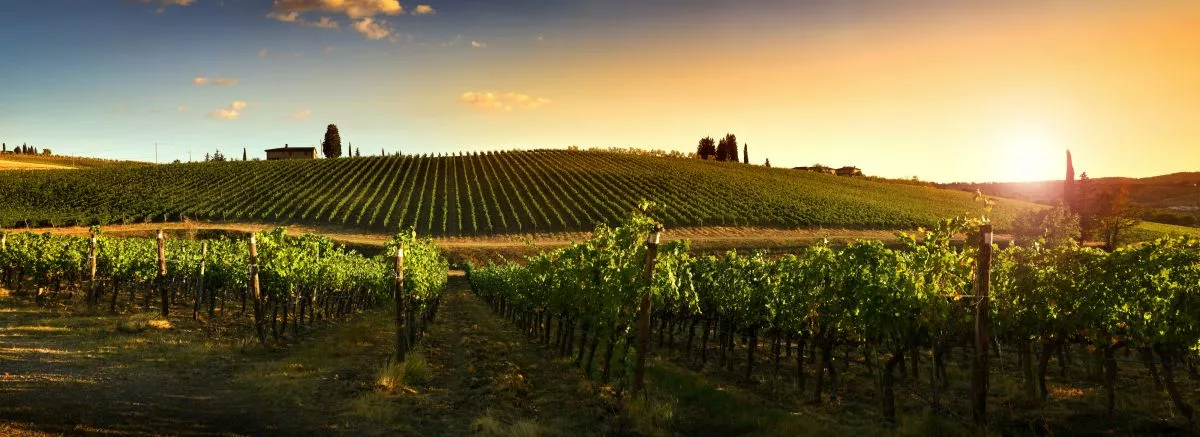 Csodálatos környezetben kóstolhatod a legjobb hazai borokat.