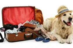 Szállodák, ahol szeretettel várják a család négylábú tagjait is!