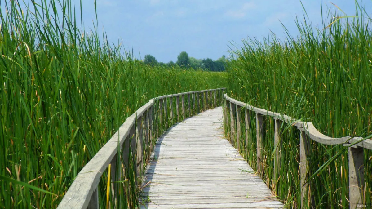 Ha valami igahán vadregényes, akkor az a Tisza-tavi Vízi Sétány és Tanösvény, ahol 1500méter hosszú, pallókkal fedett úton ámulhatsz a természet szépségein.