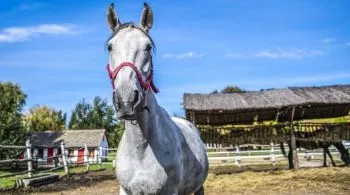 Top 12 vidéki szálloda és vendégház, ahol lehet lovagolni