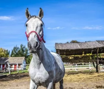 Top 12 vidéki szálloda és vendégház, ahol lehet lovagolni