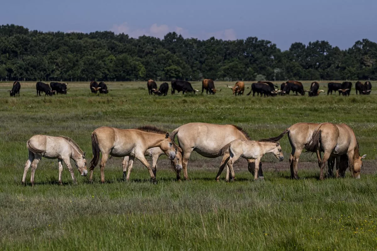 Fotó: Hortobágyi Nemzeti Park Igazgatóság