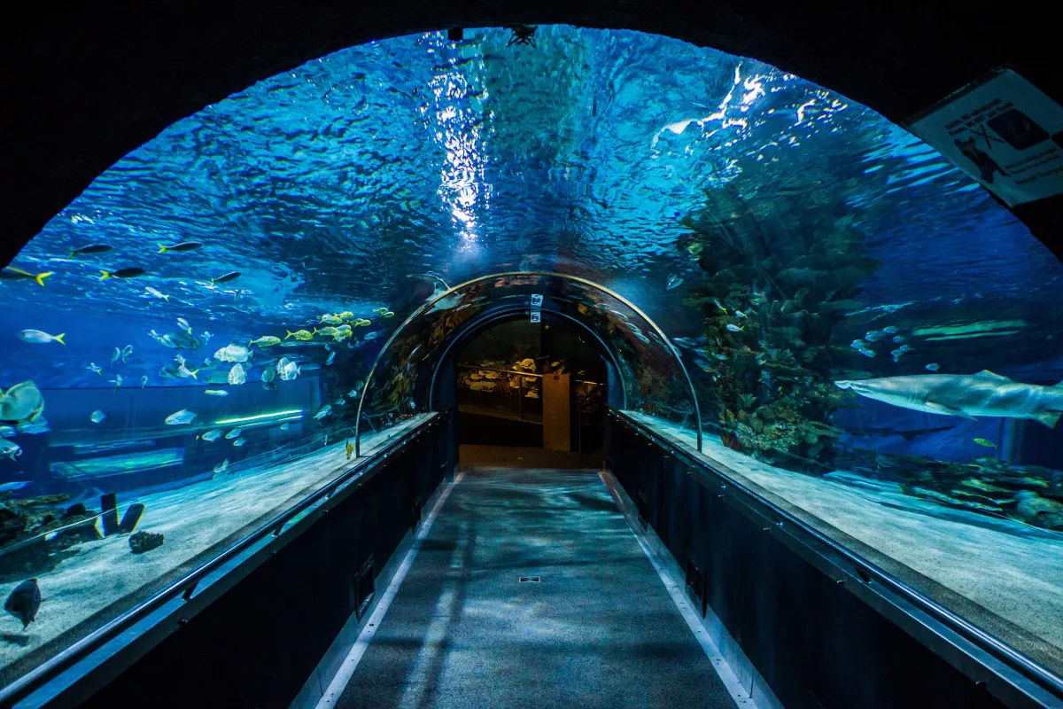 Tropicarium - A cápás állatkert, Budapest