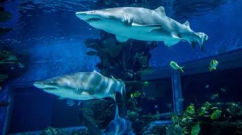 5 izgalmas óriás akvárium és ócenárium Magyarországon, amit látnotok kell