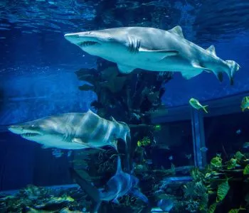 5 izgalmas óriás akvárium és ócenárium Magyarországon, amit látnotok kell