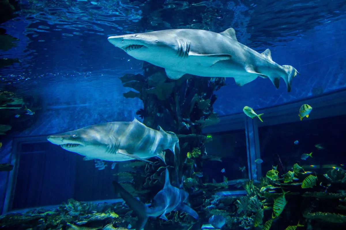 Tropicarium - A cápás állatkert, Budapest