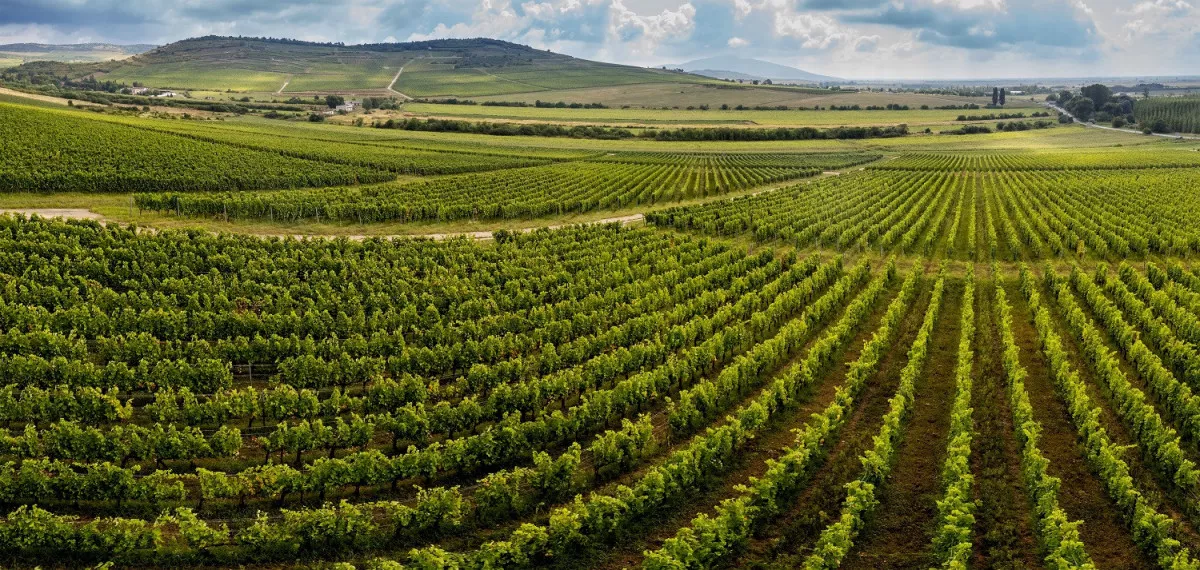 Tokaji borvidék