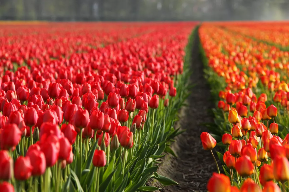 5 csodálatos tulipánszüret Magyarországon (A kép illusztráció)