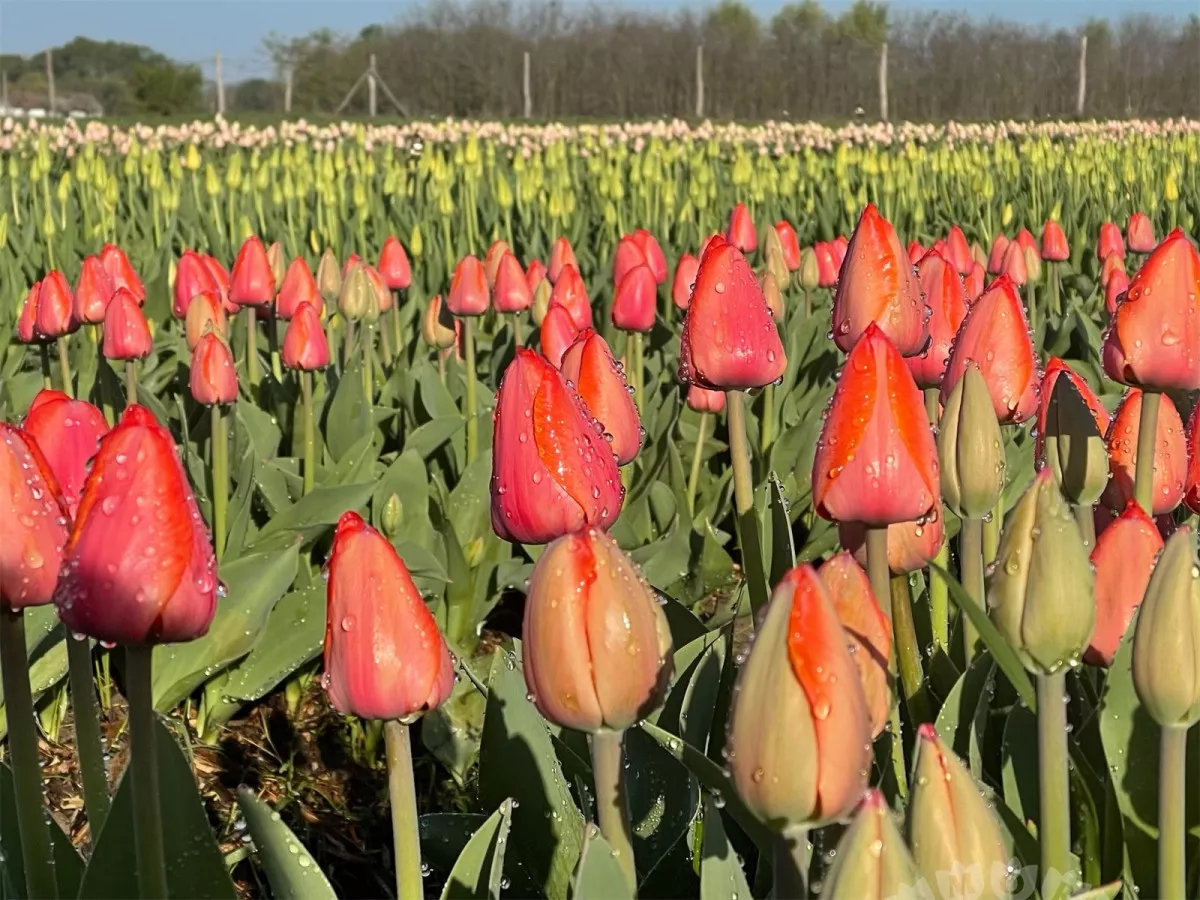 5 csodálatos tulipánszüret Magyarországon - TulipGarden Mórahalom