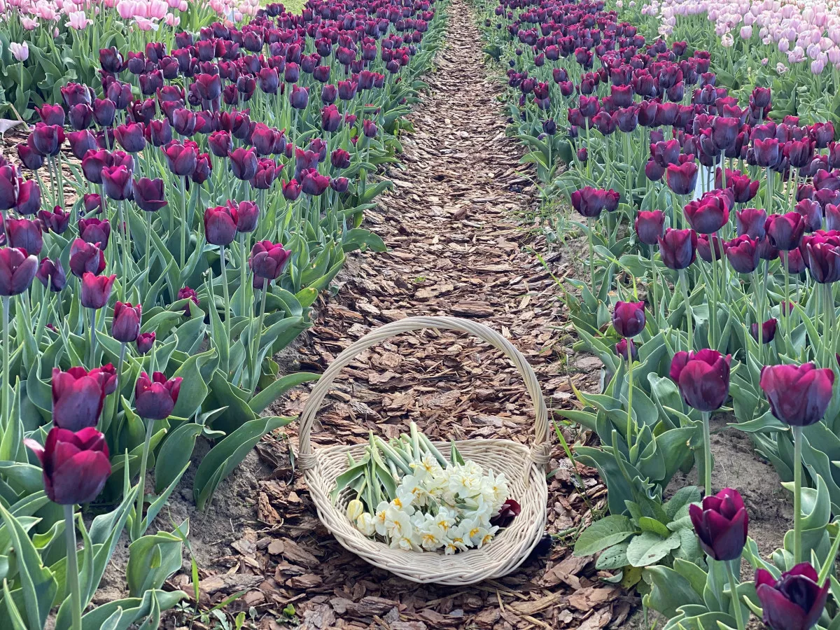 5 csodálatos tulipánszüret Magyarországon - TulipGarden Balaton