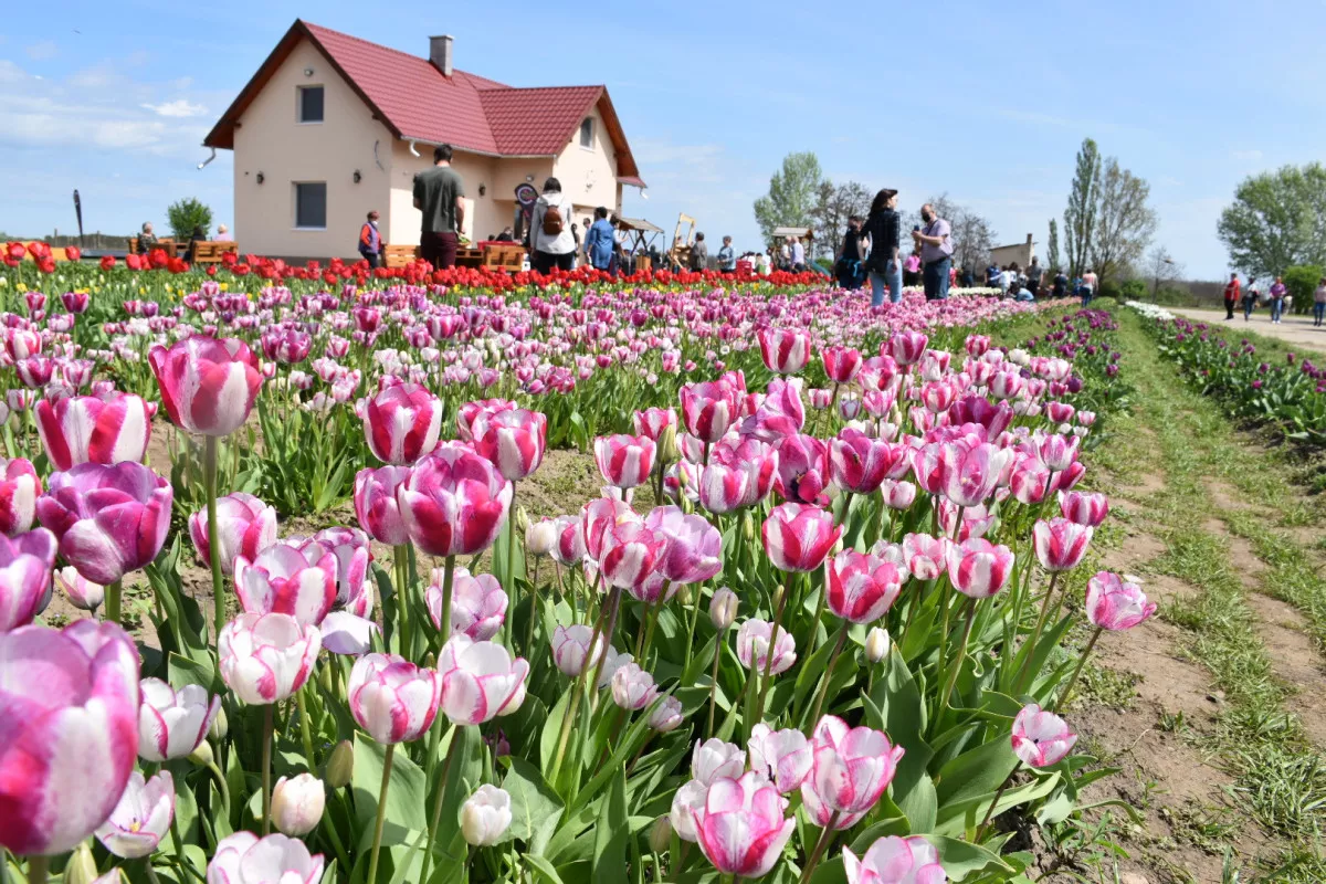 5 csodálatos tulipánszüret Magyarországon - TulipGarden Tisza-tó