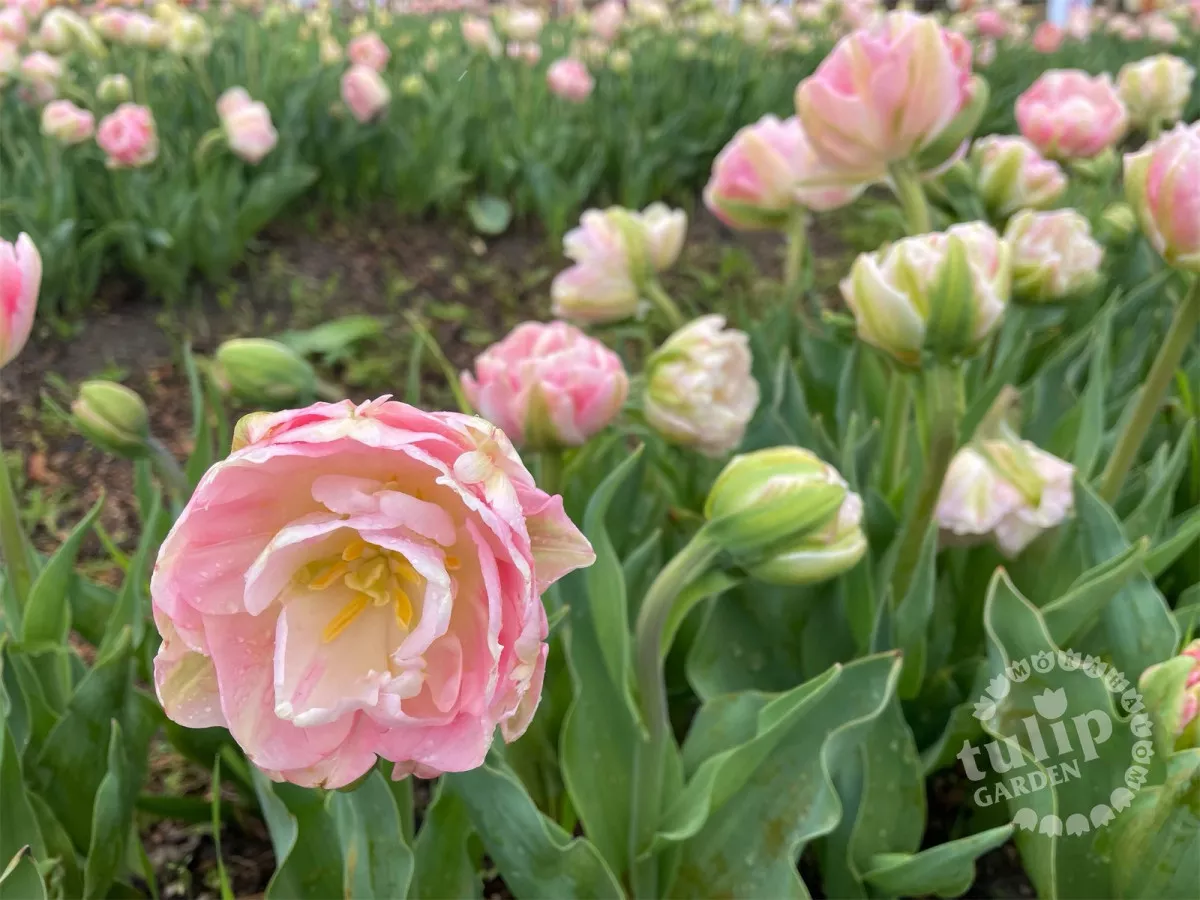 5 csodálatos tulipánszüret Magyarországon - TulipGarden Mórahalom