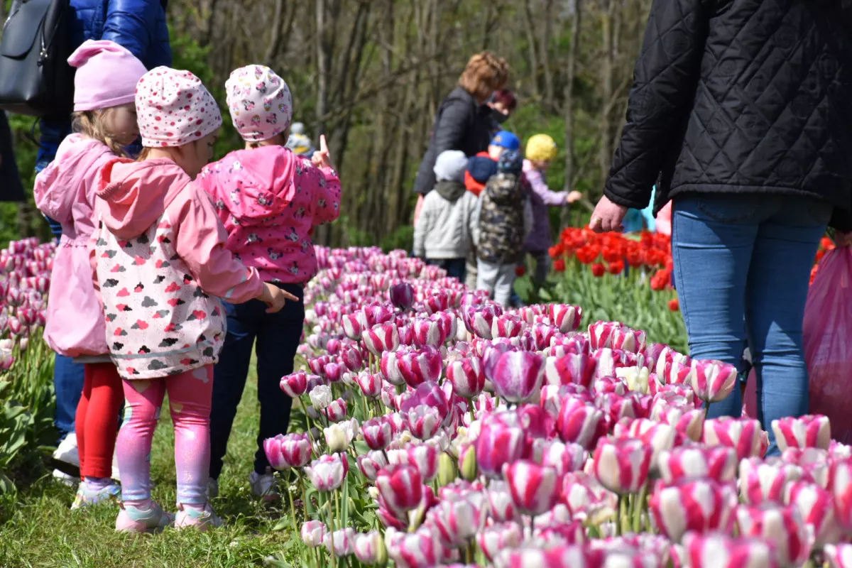 5 csodálatos tulipánszüret Magyarországon - TulipGarden Tisza-tó