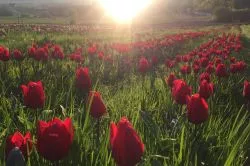 Illatos, színpompás virágos kertekben járva - 5 csodálatos tulipánszüret, amit kár lenne kihagyni!