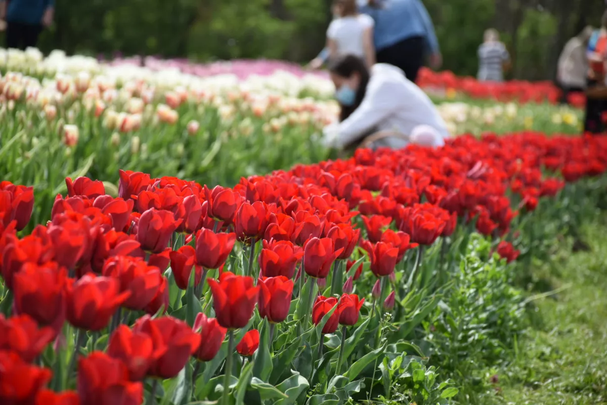 5 csodálatos tulipánszüret Magyarországon - TulipGarden Tisza-tó