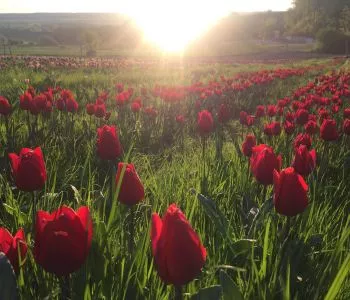 Illatos, színpompás virágos kertekben járva - 5 csodálatos tulipánszüret, amit kár lenne kihagyni!
