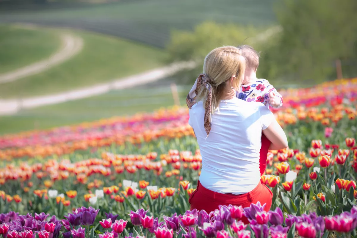 Tulipánkertek Magyarországon - Kőröshegyi Tulipánszüret