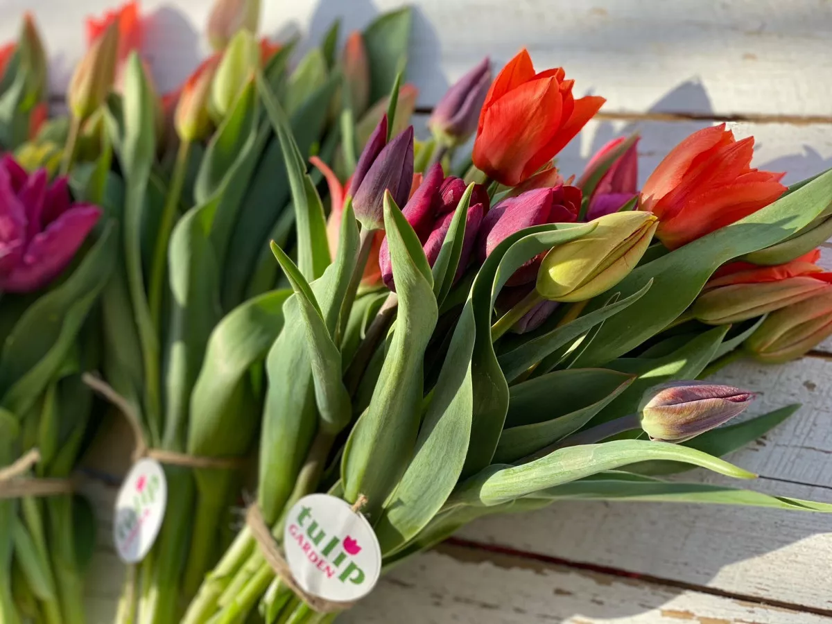 5 csodálatos tulipánszüret Magyarországon - TulipGarden Balaton