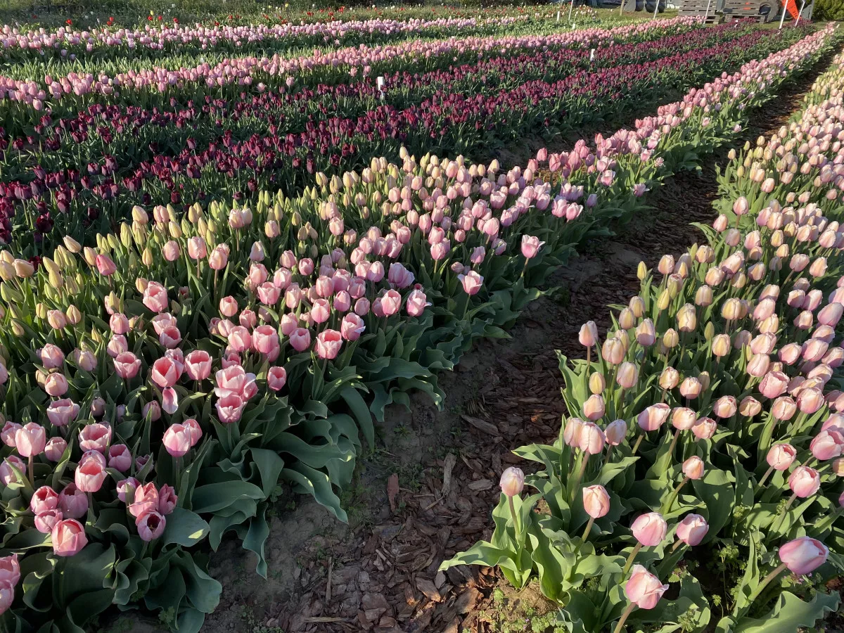 5 csodálatos tulipánszüret Magyarországon - TulipGarden Balaton