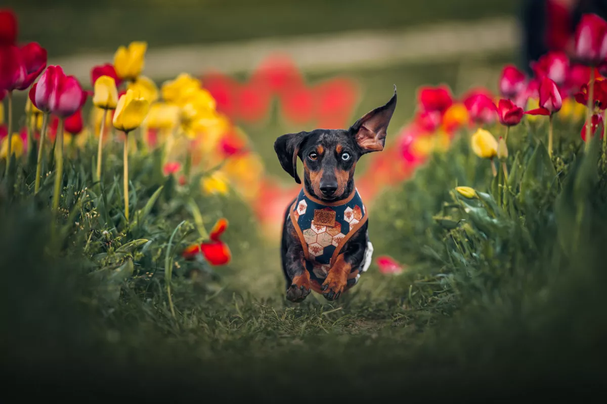 Káprázatos tulipánmezők - Kőröshegyi Tulipánszüret