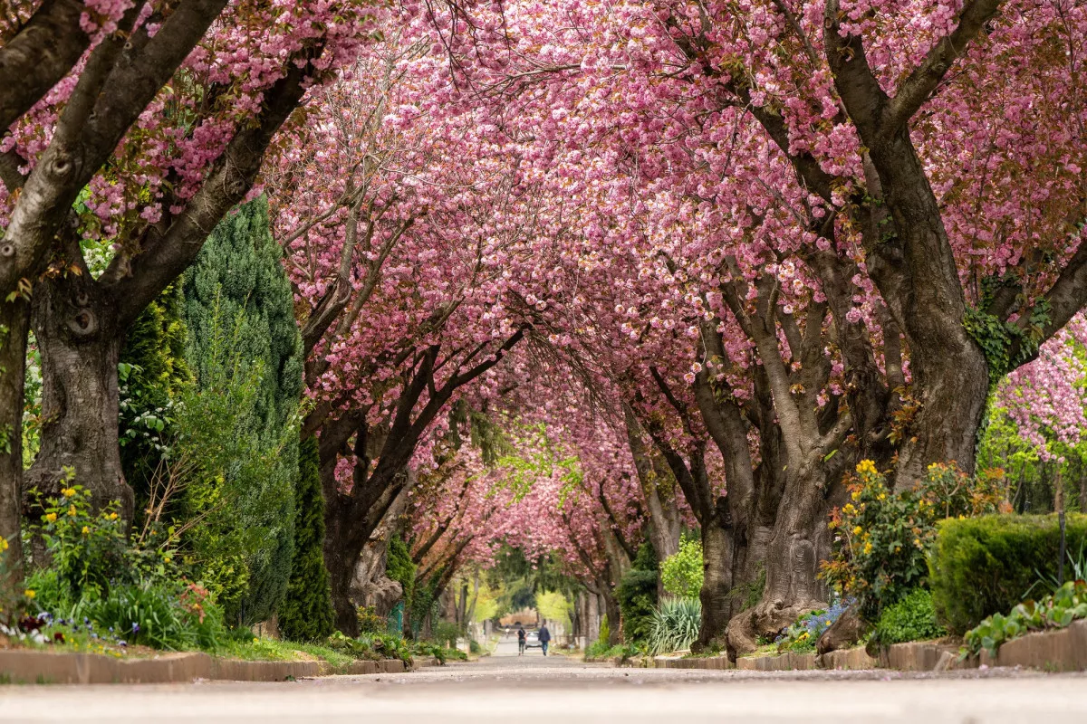 Álomszép japánkertek és cseresznyefa-virágzás Magyarországon - pécsi köztemető