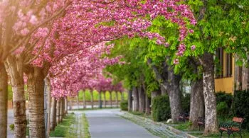 Álomszép japánkertek és cseresznyefa-virágzás Magyarországon