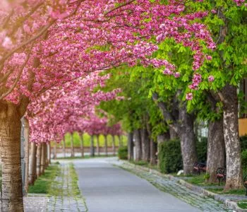 Álomszép japánkertek és cseresznyefa-virágzás Magyarországon