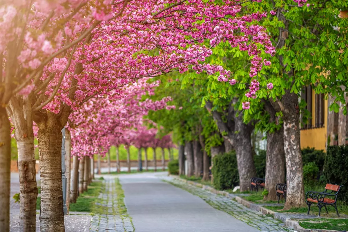 Álomszép japánkertek és cseresznyefa-virágzás Magyarországon - virágzó cseresznyefák Budapesten a Tóth Árpád sétányon