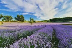 Káprázatos levendulások nyomában - 7 levendulaszüret, amiről kár lenne lemaradni