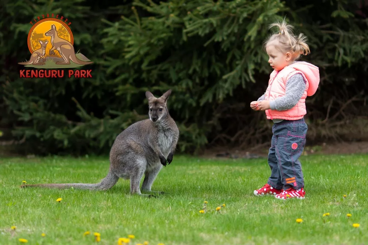 Tiszaderzsen nyitja meg kapuit a különleges Kenguru Park / Kép: kengurupark.hu