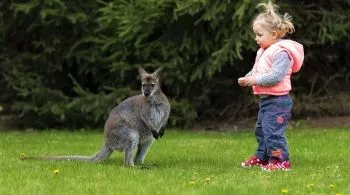 Tiszaderzsen nyitja meg kapuit a különleges Kenguru Park - a szórakozás garantált!