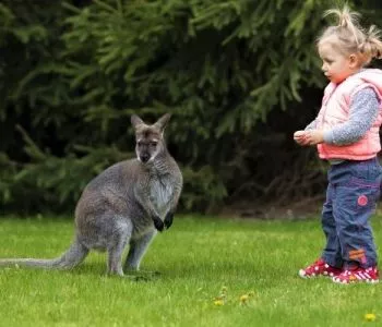 Tiszaderzsen nyitja meg kapuit a különleges Kenguru Park - a szórakozás garantált!