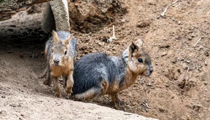 Tiszaderzsen nyitja meg kapuit a különleges Kenguru Park / Kép: kengurupark.hu