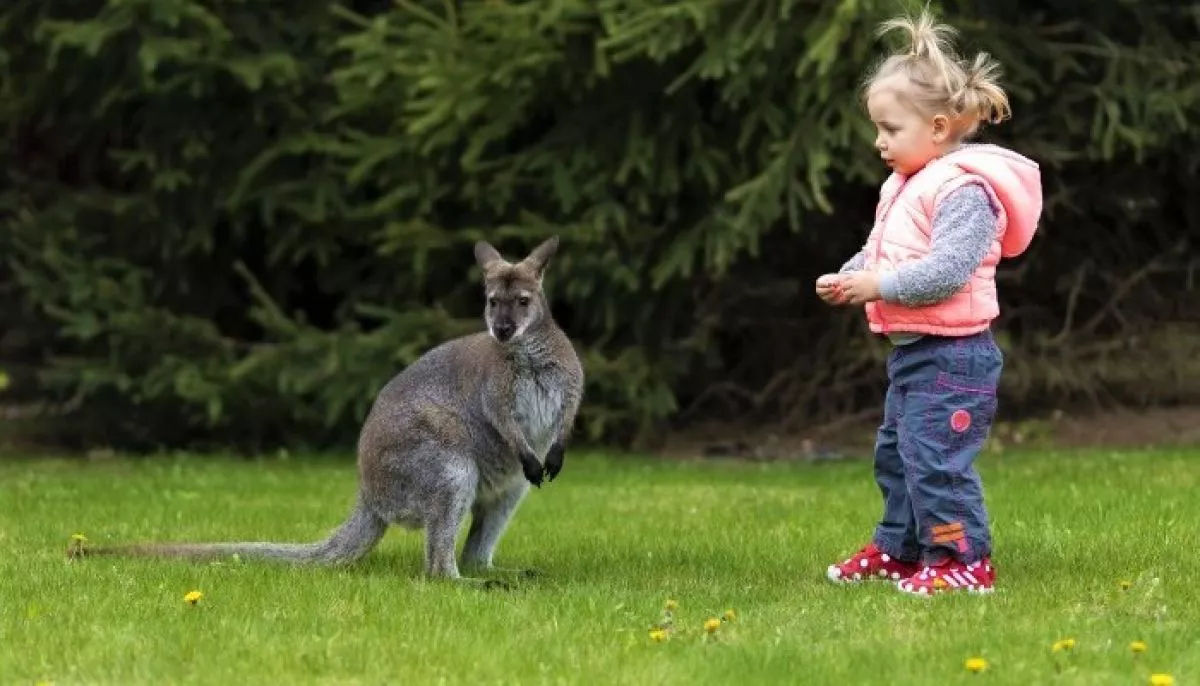 Tiszaderzsen nyitja meg kapuit a különleges Kenguru Park - a szórakozás garantált!