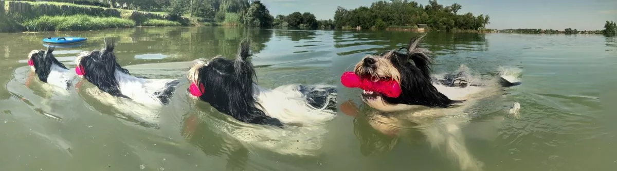 balatoni kutyás strandok filmek