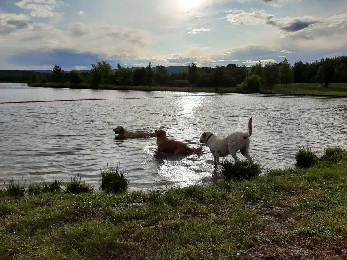 Kutyás strandok, kutyabarát strandok Magyarországon / Kép: Kőszegi Kutyastrand