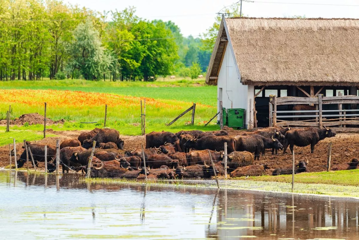 Vadasparkok és szafarik Magyarországon / Bivalyrezervátum, Mórahalom