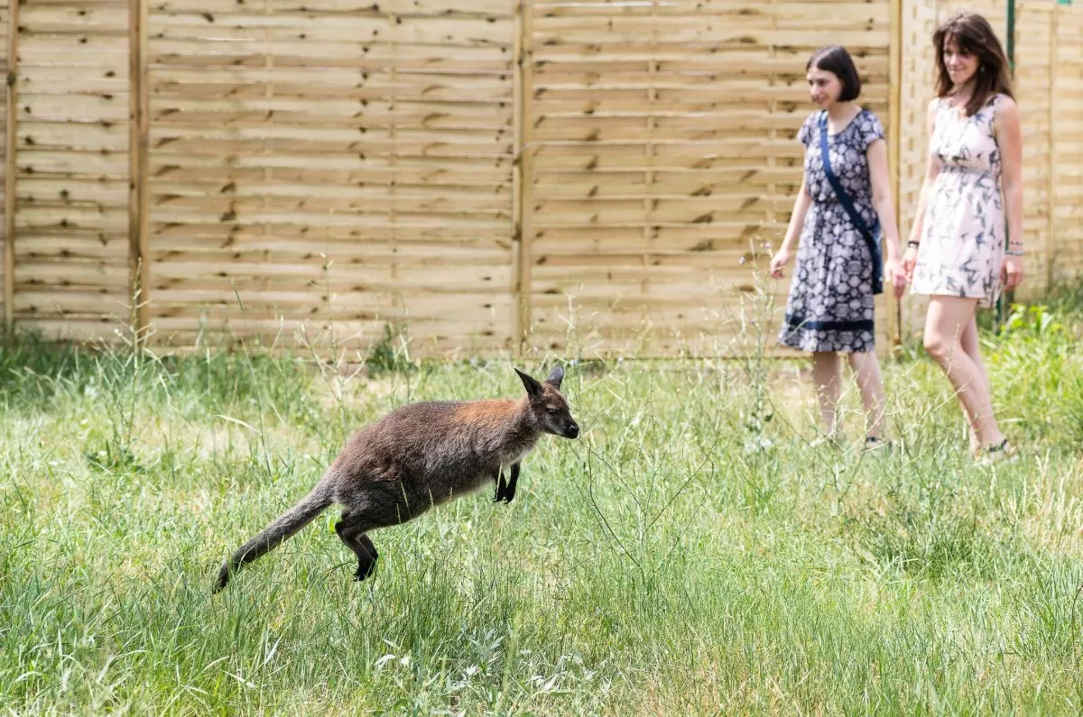 Vadasparkok és szafarik Magyarországon / Kép: Kenguru Park facebook oldala