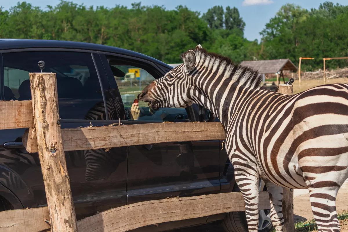 Vadasparkok és szafarik Magyarországon / Kép: Richter Safari Park, Nagykőrös