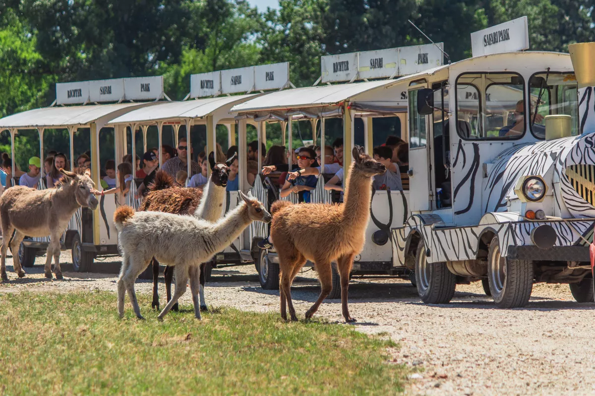 Vadasparkok és szafarik Magyarországon / Kép: Richter Safari Park, Nagykőrös