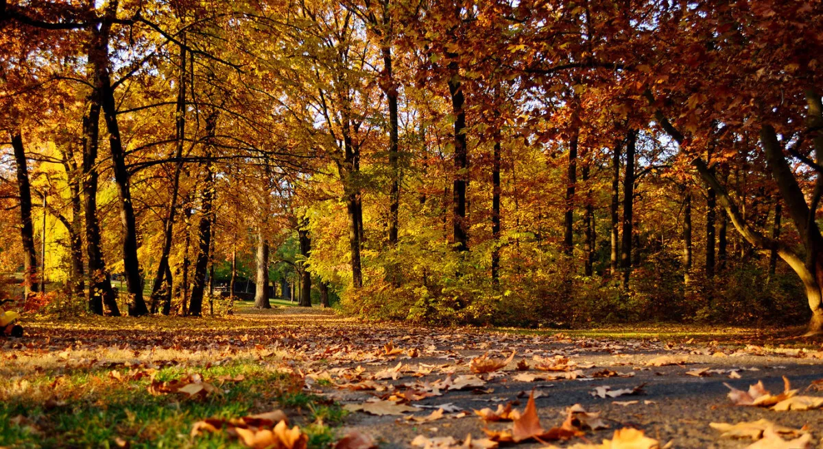 Debrecen látnivalók - Sétány a Nagyerdei Parkban, Debrecen