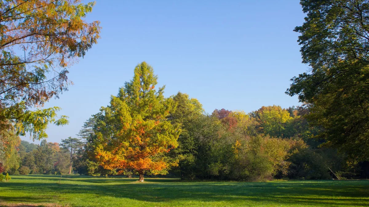 7+1 arborétum Magyarországon, amitől tátva marad a szátok - Fotó: Szarvasi Arborétum