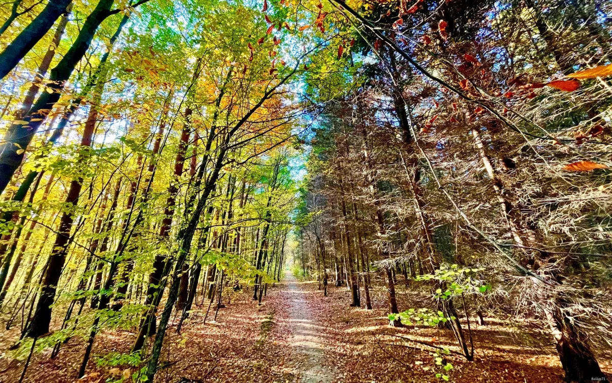 7+1 arborétum Magyarországon, amitől tátva marad a szátok - Fotó: Budakeszi Arborétum