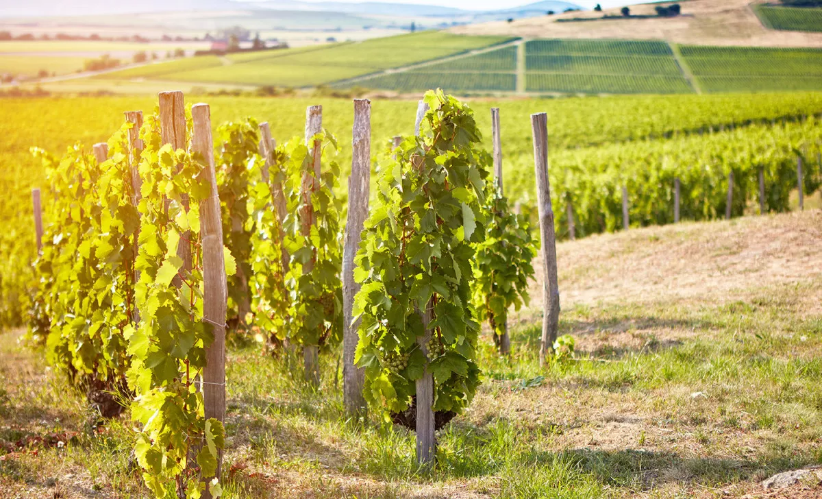 Tokaj-hegyalja régió látnivalói - Tokaj