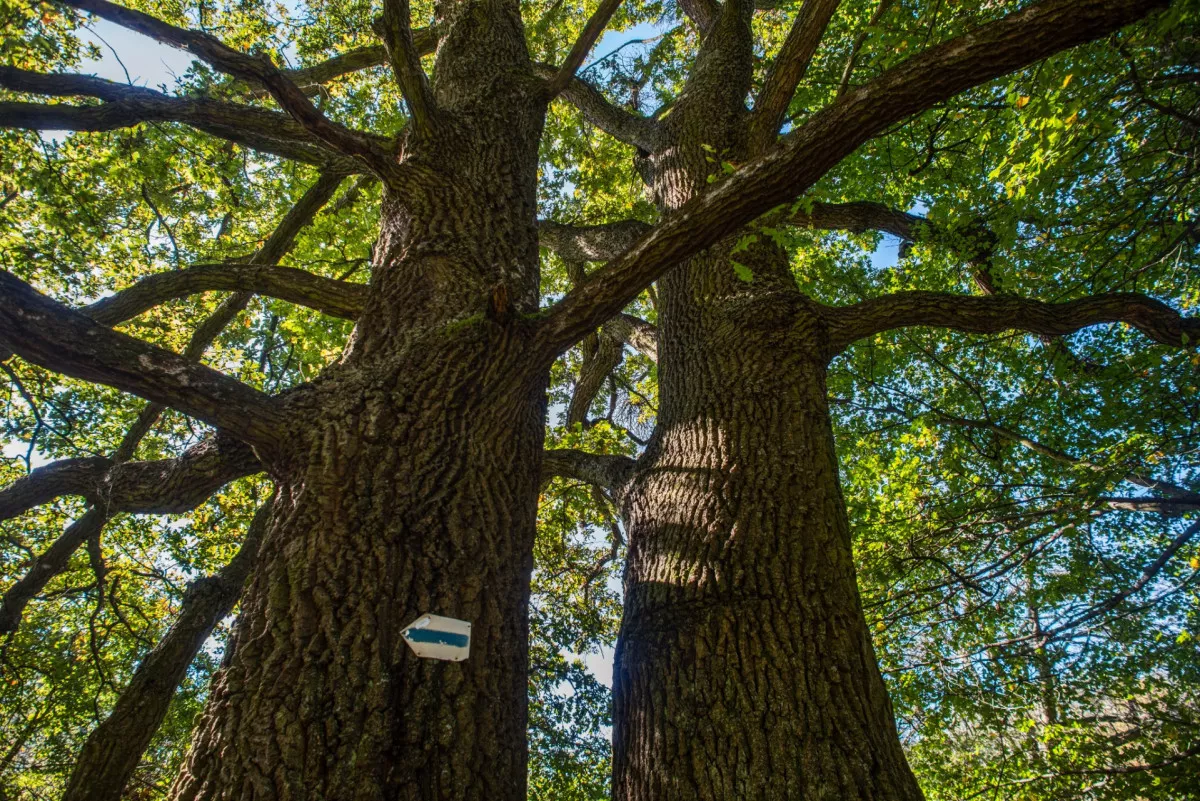 Csodás panorámák a Kéktúra útvonalán, ahonnan terepasztallá törpül a világ - OKT. 7. szakasz/ Fotó: kektura.hu, Burger Barna