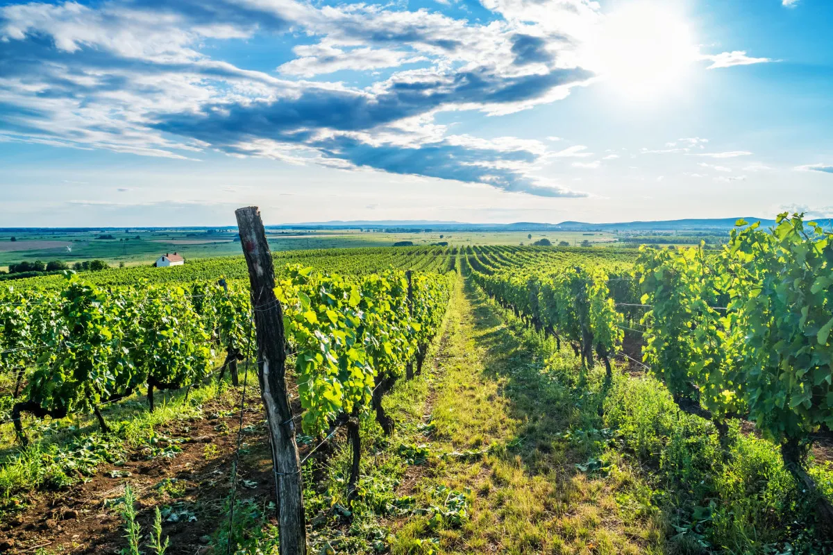 Tokaj Borrégió